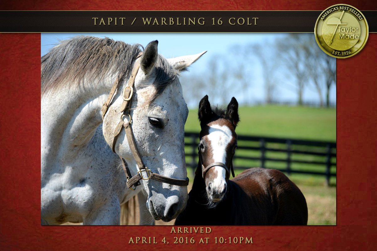 TaylorMadeSales's tweet photo. A nice #Tapit colt born 4/4/16 out of GSW mare Warbling is loving spring in the Bluegrass! #Foalsof2016 https://t.co/UYRElDo4CB