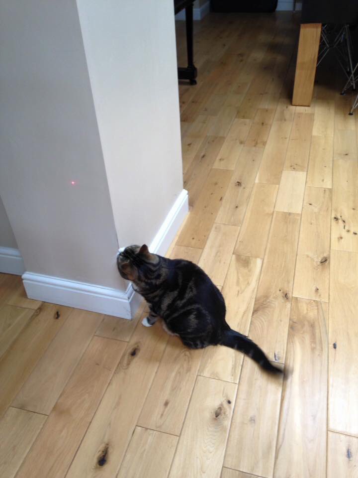 Georgiesdoggies's tweet photo. @SarahDecCharl Buttons looking all fabulous while playing game #catwithclass #catsitting #cheshire https://t.co/E9xHXUmEon