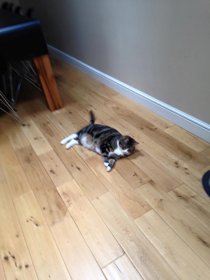Georgiesdoggies's tweet photo. @SarahDecCharl Buttons looking all fabulous while playing game #catwithclass #catsitting #cheshire https://t.co/E9xHXUmEon