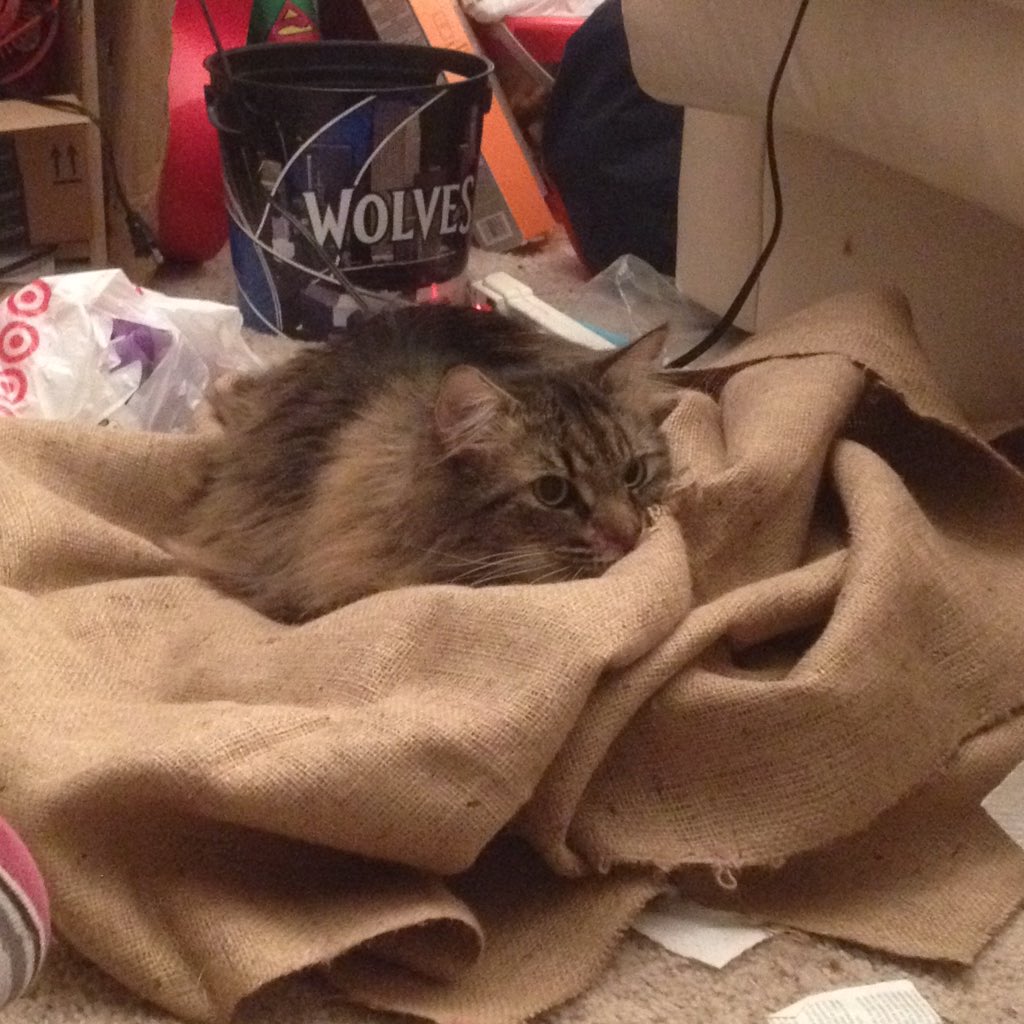 ConquerorAscot's tweet image. &quot;You put it on the floor, so it&apos;s mine now.&quot;
&quot;But that&apos;s burlap. . .&quot;
&quot;MINE&quot;