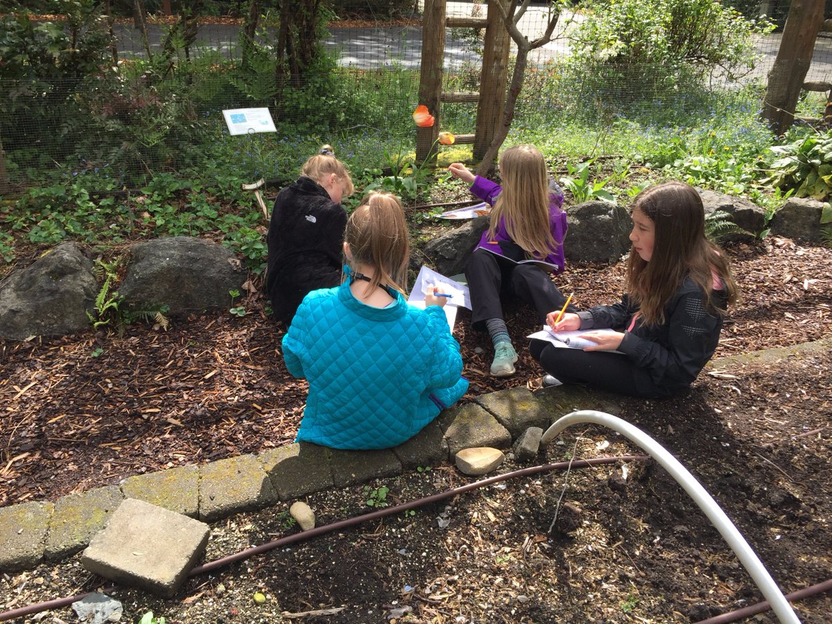 ForestRidgeMS's tweet photo. Which garden plants do pollinators love? We are observing closely and sketching.  #gr5 @IslandWood https://t.co/xU80MSfdgv