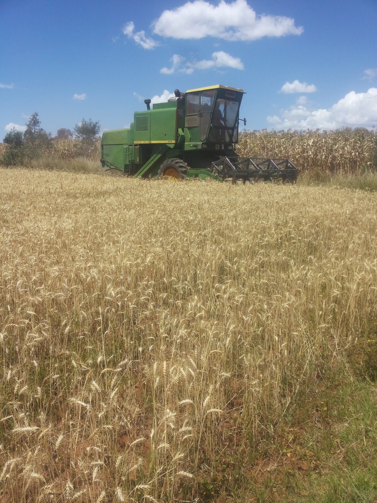 equozgey's tweet photo. #ItsTimeForKenyansTo invest much on agriculture and government to reduce cost of production https://t.co/9McgDx0ksL