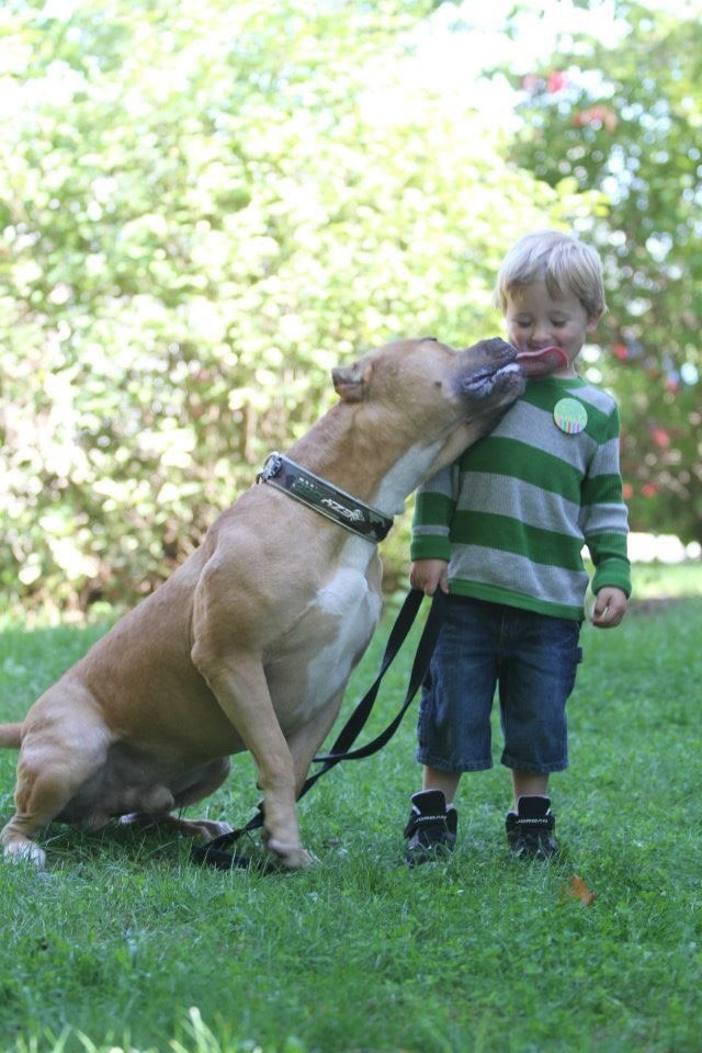 DankroftK9's tweet photo. 🌟El lametazo del perro en la cara es el equivalente humano a una caricia o un beso cariñoso . #sabiasque #mascotas https://t.co/95cGEt4y7i