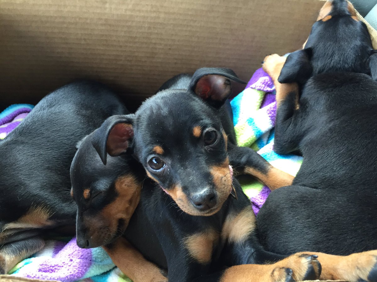 haleyglyn12's tweet photo. Can't wait to see my sweet little pup this weekend💕btw, Min Pins are ready to go to good homes! Lmk if you want one! https://t.co/aMiAZNWAZK