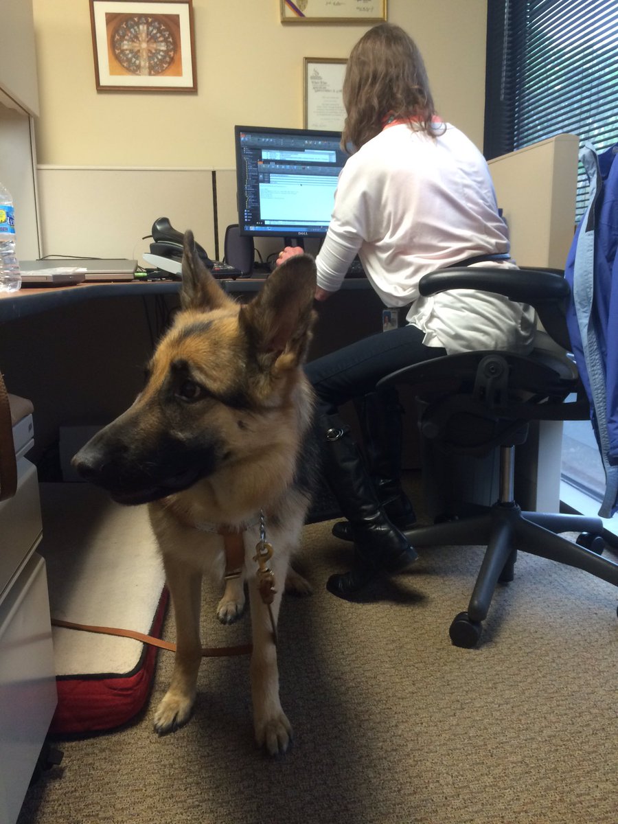DavidLamb's tweet image. I met Quan today, the new seeing eye dog of my friend @swmartin. An amazing #germanshepherd #onthejob #callfirst