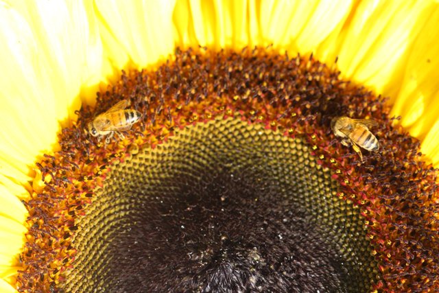 Sciandics's tweet photo. #pollinators are invaluable and need to be protected. Less #insectisides, more #organic farming! #food #insects https://t.co/Ue7WKn81Qd