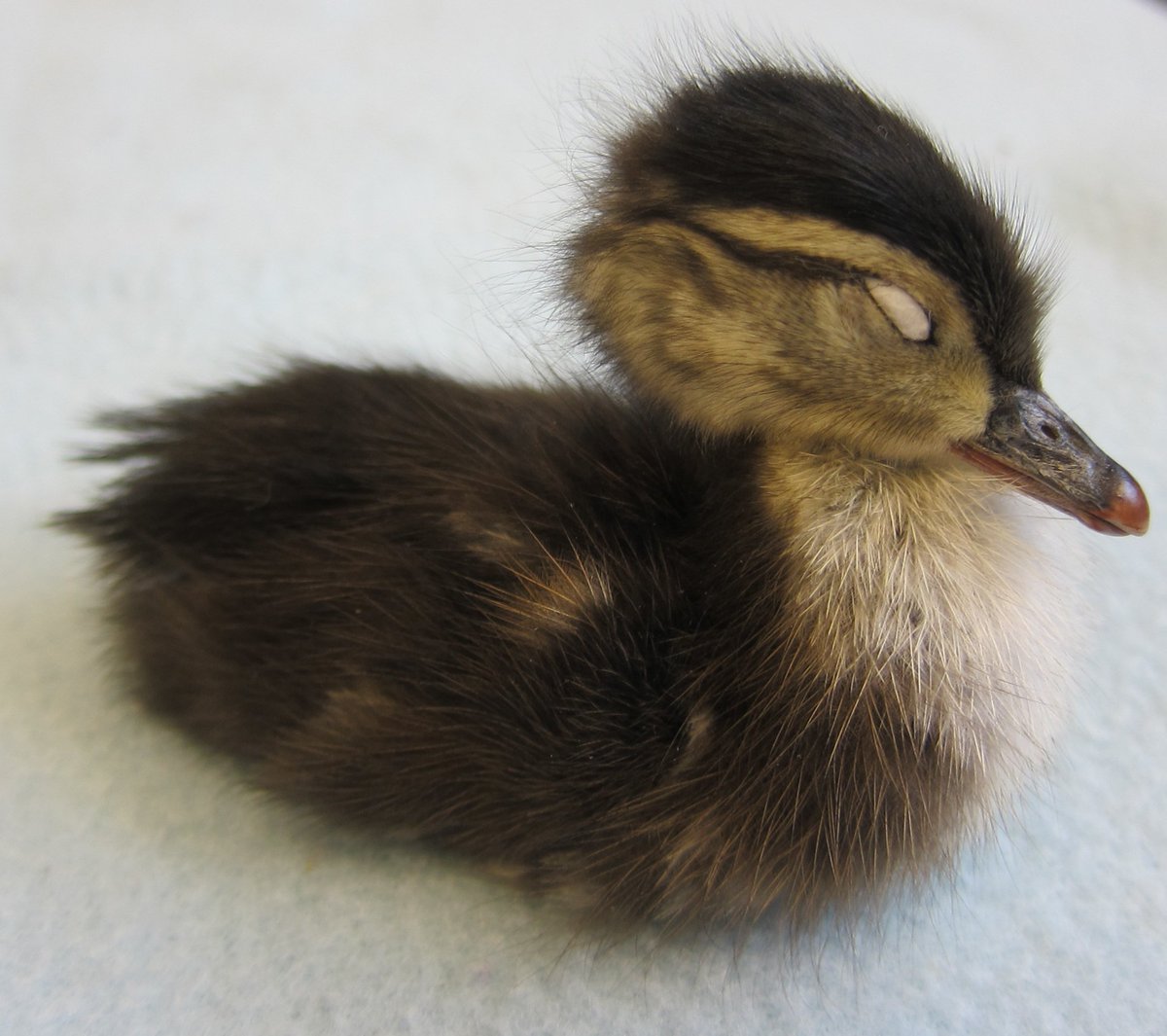 vancouverskins's tweet photo. Well done, Sarah (@hradcanska)! #woodduck #duckling #wiremount @beatymuseum #fluffy #cute https://t.co/xJEPuaXlwj