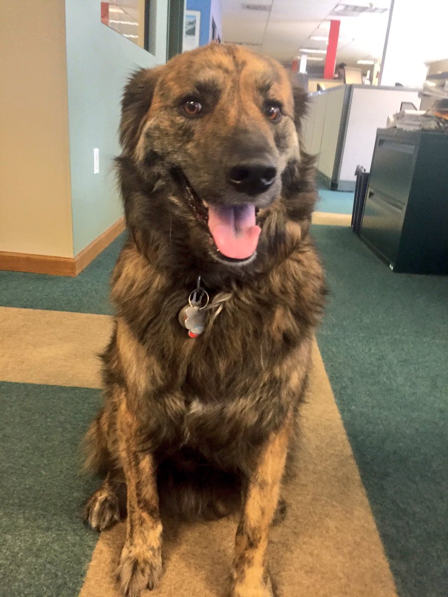 VailDailyDogs's tweet image. Kai is visiting the Vail Daily offices today! #dogs #nevertoomany