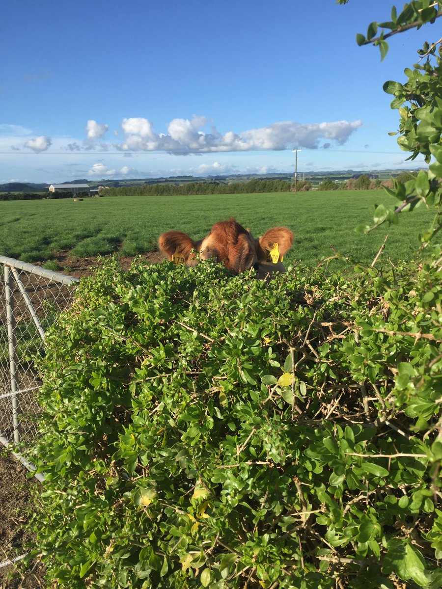 hwham23's tweet photo. Pssssst do you want to play? #drycow #spying #followedtotheothergateafter https://t.co/PBQDfiO0c8