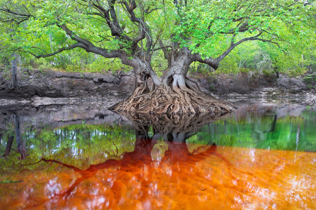 VISITFLORIDA's tweet photo. Along the River: The Suwannee https://t.co/yUyWlRrs2J (📷: @CarltonWard) https://t.co/3VJA8l1aiH