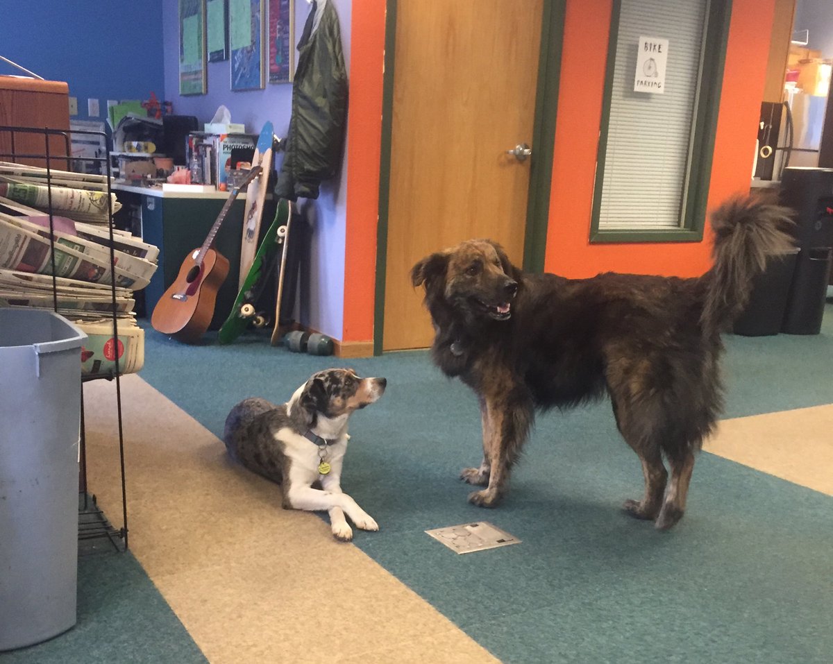 VailDailyDogs's tweet image. Zia is trying to look fancy for her #newfriend. He's pretty impressed.