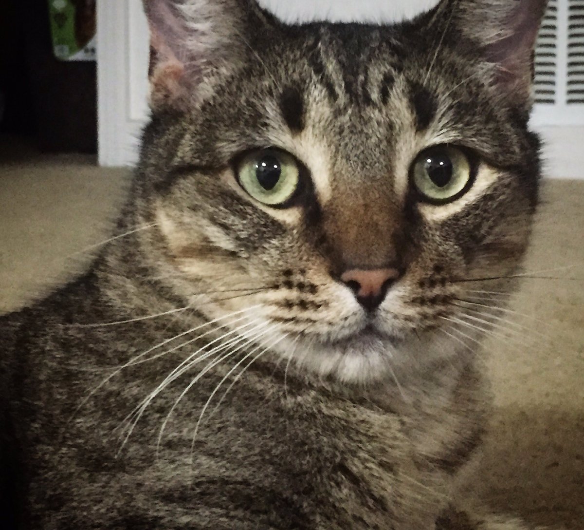 AFielder92's tweet image. Still needing lots of prayers &amp;amp; good thoughts  #prayers #CatsOfTwitter #goodvibesonly #catsarelove