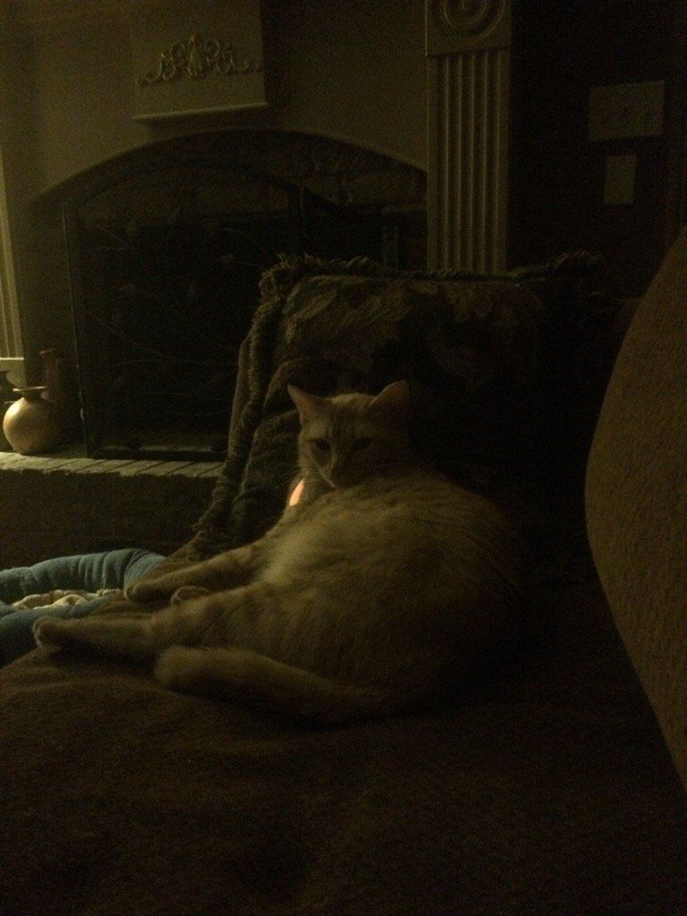DJRiter's tweet photo. Miss #Cleo, being the mysterious, TV watching #couchkitty tonight!😉 https://t.co/8A66RPZRhA