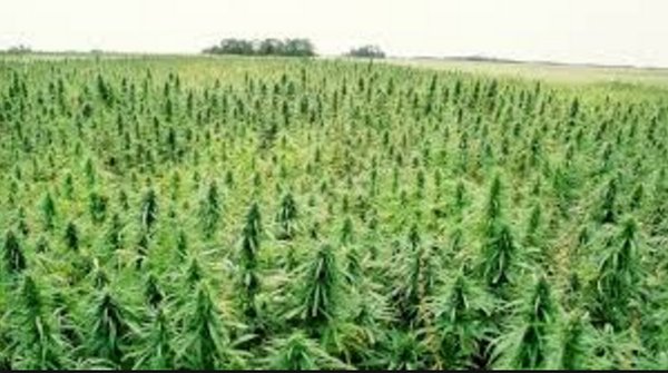 MME_NYC's tweet photo. United States: Banking On Industrial Hemp
https://t.co/d2tSOncWiC https://t.co/MJ6gakdIGJ