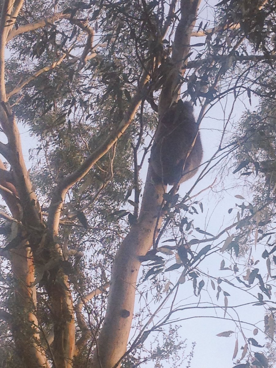 mallbeury's tweet photo. Wild running with koalas, worth the early start! @6amCLUB #trailburning #adelaidehills https://t.co/WBEngp7lDx