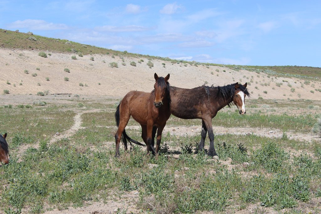 davidwsteitz's tweet image. Wild horses off USA Parkway