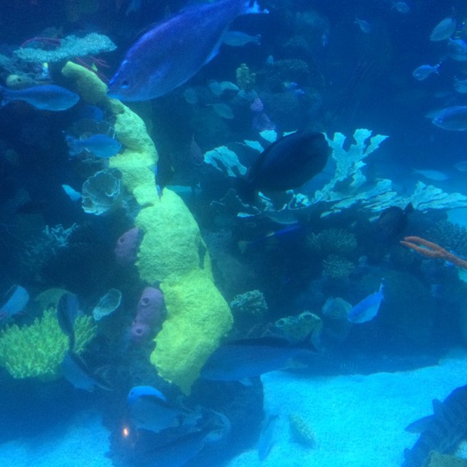 Had fun at the aquarium the other day https://t.co/cqrjUmxT4c<a href="/tag/letsdance"class="tags"><span>#letsdance</span></a>