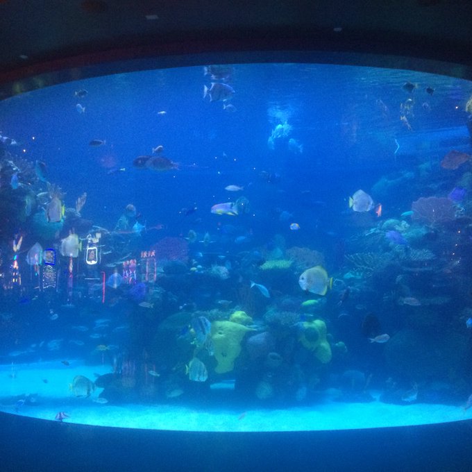 Had fun at the aquarium the other day https://t.co/cqrjUmxT4c<a href="/tag/letsdance"class="tags"><span>#letsdance</span></a>