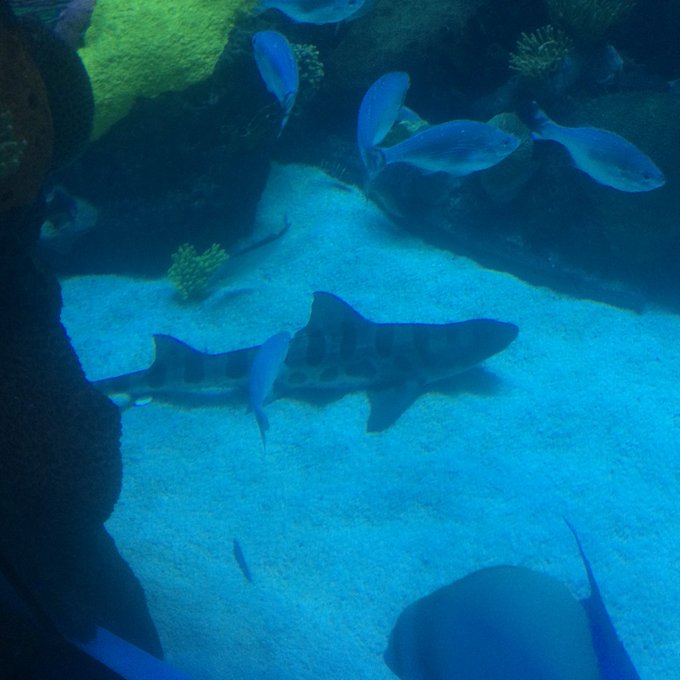 Had fun at the aquarium the other day https://t.co/cqrjUmxT4c<a href="/tag/letsdance"class="tags"><span>#letsdance</span></a>