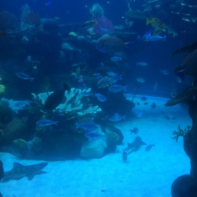Had fun at the aquarium the other day https://t.co/cqrjUmxT4c<a href="/tag/letsdance"class="tags"><span>#letsdance</span></a>