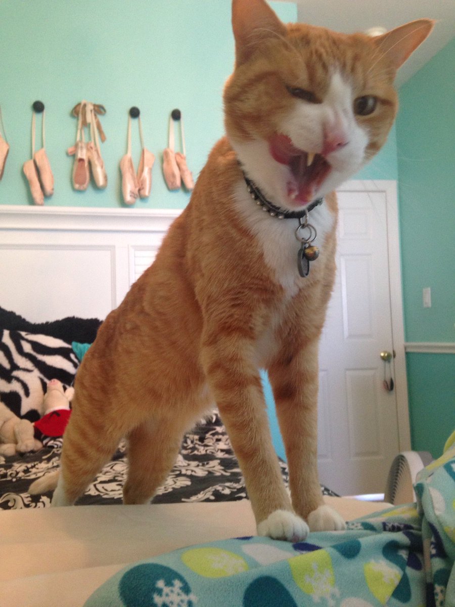 Its_Susannah's tweet photo. My friends cat IS @MileyCyrus https://t.co/CGV3ltayyP