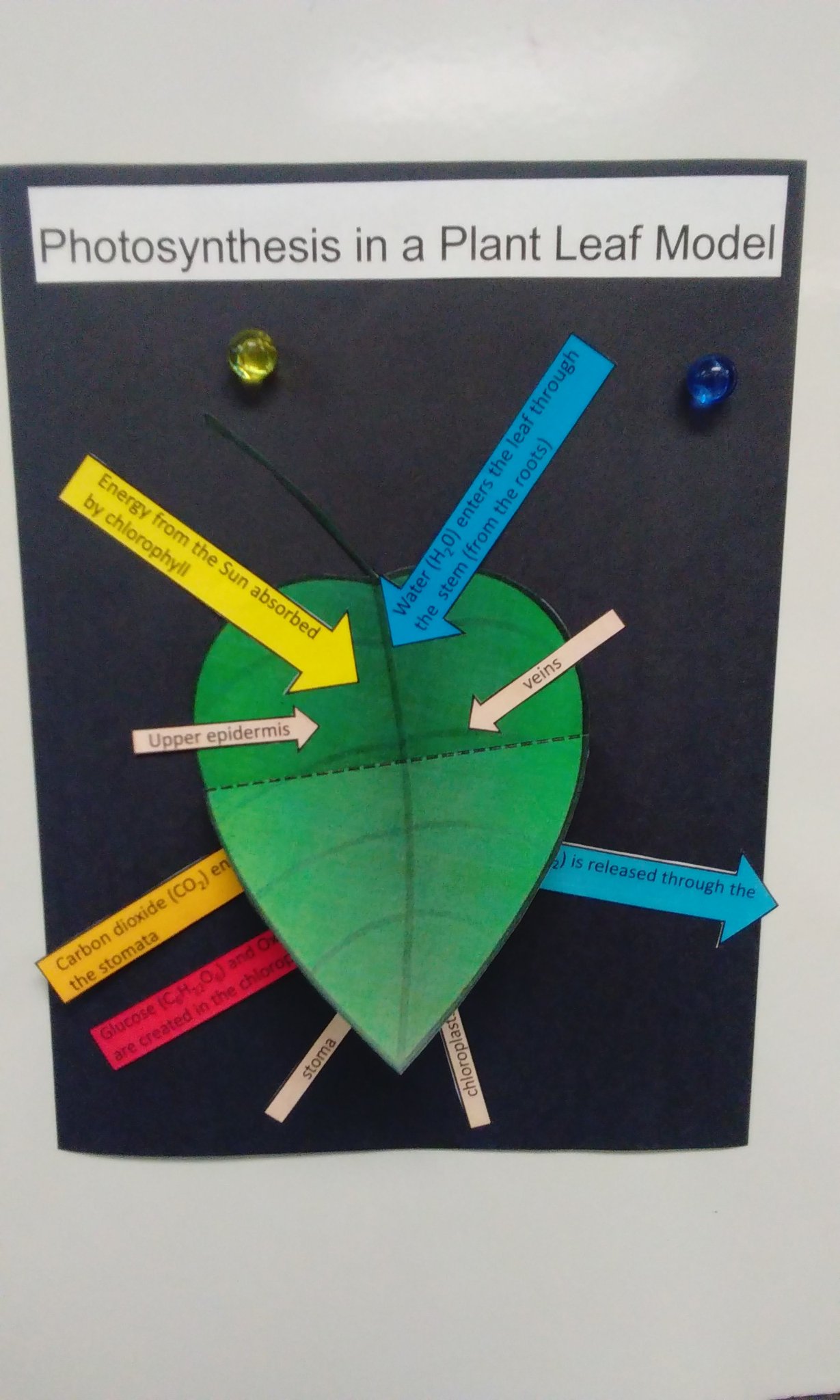 Rebecca Robles 3d Model Of Photosynthesis In Science Shelleystem Mcoe Now Gusdedservices T Co Bovakftwkr Twitter