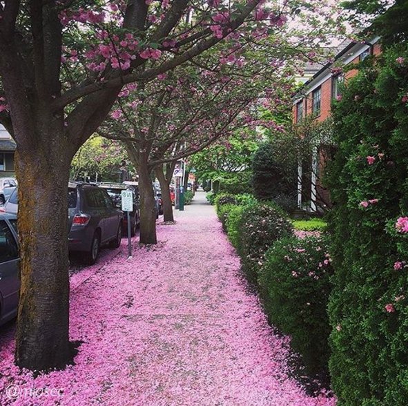 travelportland's tweet photo. You could say that Portland is pretty in pink right now! (Photo: miasek - Instagram) #PDX #PDXNOW #Spring https://t.co/VzG36OynOe
