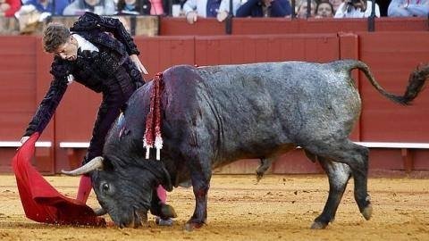 ElPaggyh's tweet photo. Los sueños se cumplen, como arrastra el hocicó por el albero, todo torero sueña ver muletazos interminables,gracias https://t.co/EdK3PpXKw2