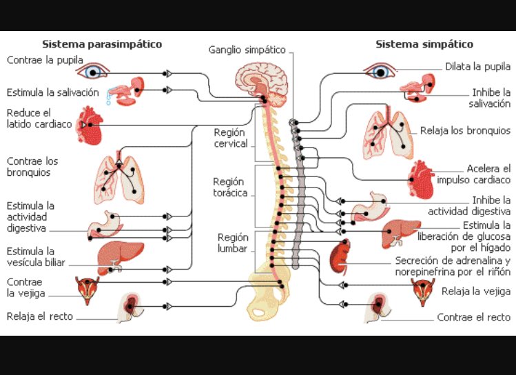 Ultimo repaso💪🏻💪🏻📚📝