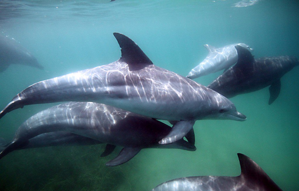 Belladonna715's tweet photo. See #WildDolphins #Japan Sowajiura #NotojimaIsland Ishikawa-not in captivity #DolphinAngels https://t.co/HhKTsw6Zg3 https://t.co/BlXnRPMjCV