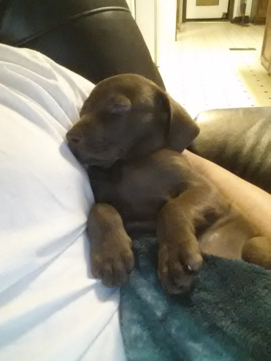 hhforet's tweet photo. all she does is sleep https://t.co/xxKX6jo2Oq