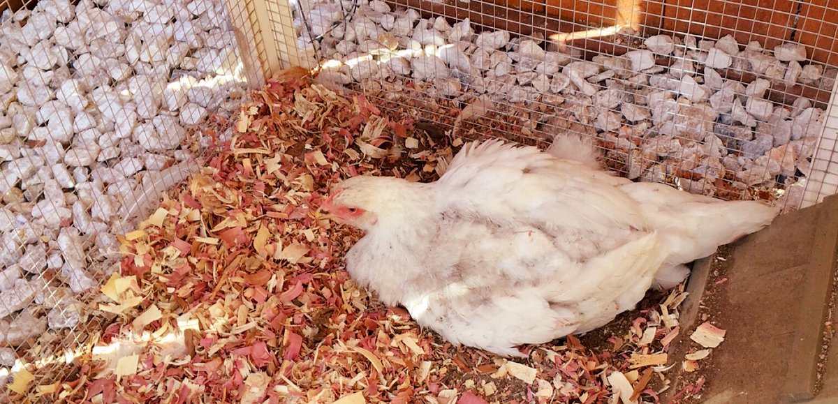 therealhensofsd's tweet photo. Gosh thank goodness @codyrodriguez put in some new cedar shavings and #DiatomaceousEarth so I can take a dirt bath. https://t.co/SQILVKQXgc