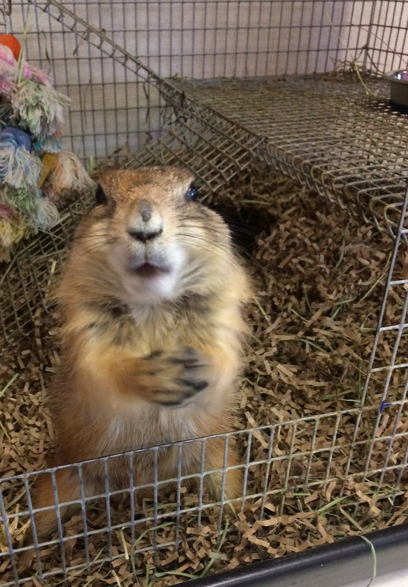 RescueRanchNC's tweet photo. #WishListWednesday Our #RRAnimalAmbassadors LOVE their new eco-bedding from #FiberCore! https://t.co/p2DclSfPax https://t.co/Dsb82iKZEL