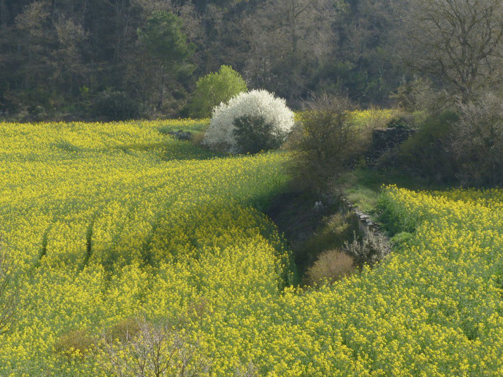 CaminadaDeLaMarinada tweet media
