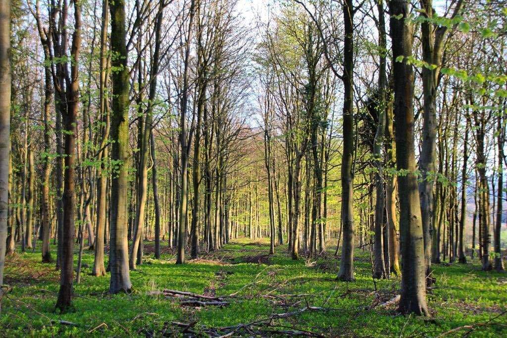 #beech #signsofspring #fresh #spring #springgreen #woodland #green #woods #evening #eveninglight #thisevening #slin…