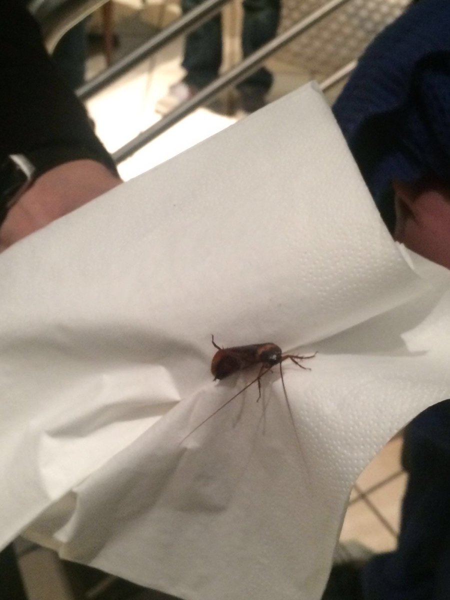 Image result for cockroach on a waiter