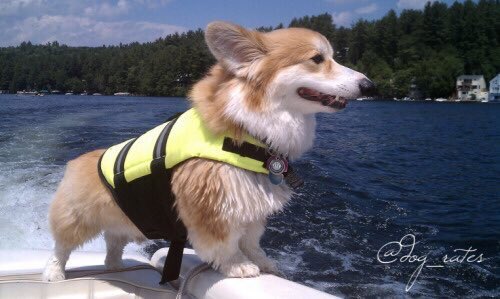 WeRateDogs! tweet media