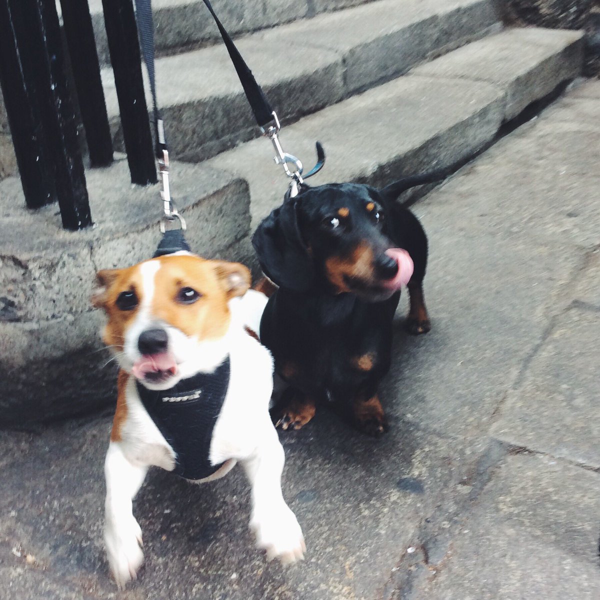 Brothersisterd2's tweet photo. Albe &amp; Cecil popped in today to say hello!👋 https://t.co/Rrqc3wPCos