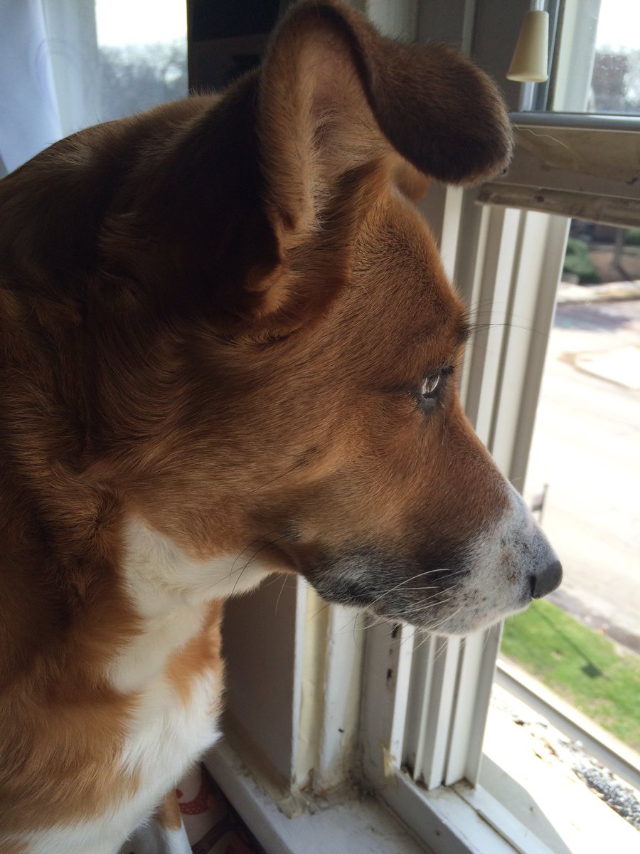 2kmangos's tweet photo. @CIPYDPodcast #CIPYDPodcast this is my sweet gurl Kira! 🐶 Not sure on breed, and I don't really care to find out. https://t.co/GkhLqc8tnB