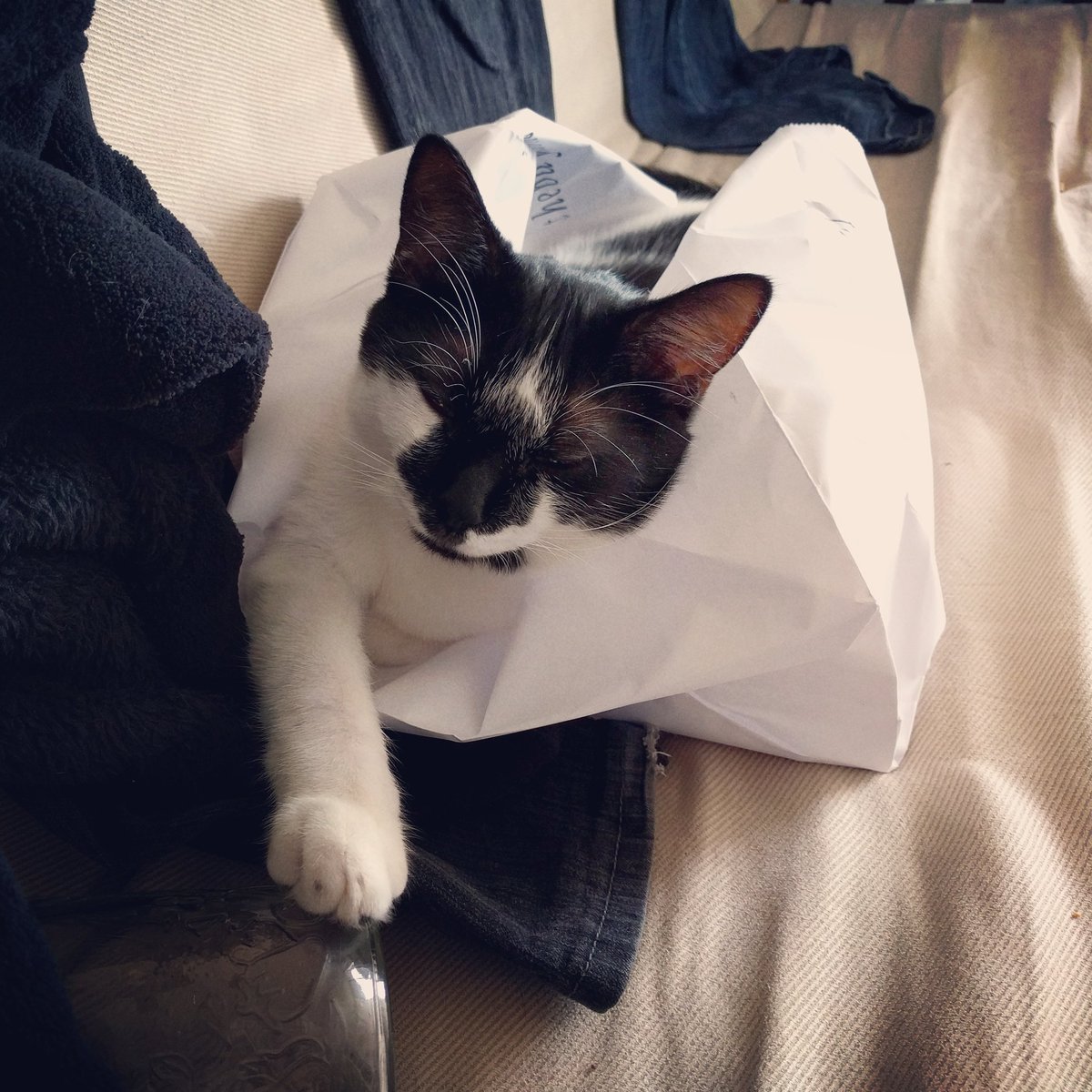 MonicaYYJ's tweet photo. Cats love to sleep in the darnest of places #paperbed #catlove #catogram #yyj https://t.co/B4AFsVJeYP