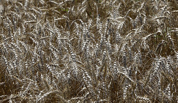 download Der Gebrauch von Farbindicatoren: Ihre Anwendung in der Neutralisationsanalyse und bei der colorimetrischen Bestimmung der