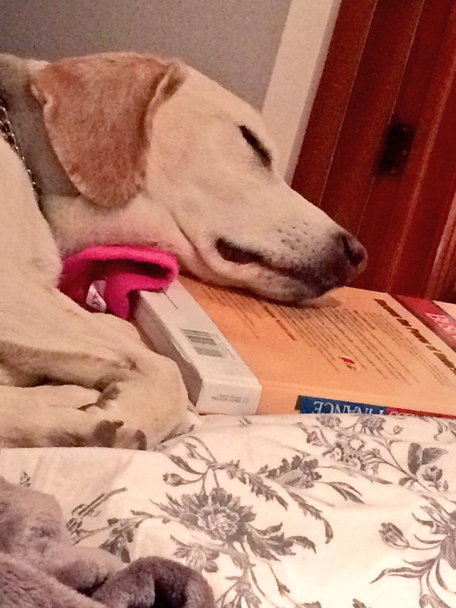 kaateperkins's tweet photo. I knew I bought this textbook for a reason #expensivepillow https://t.co/kHeDi2oiOR
