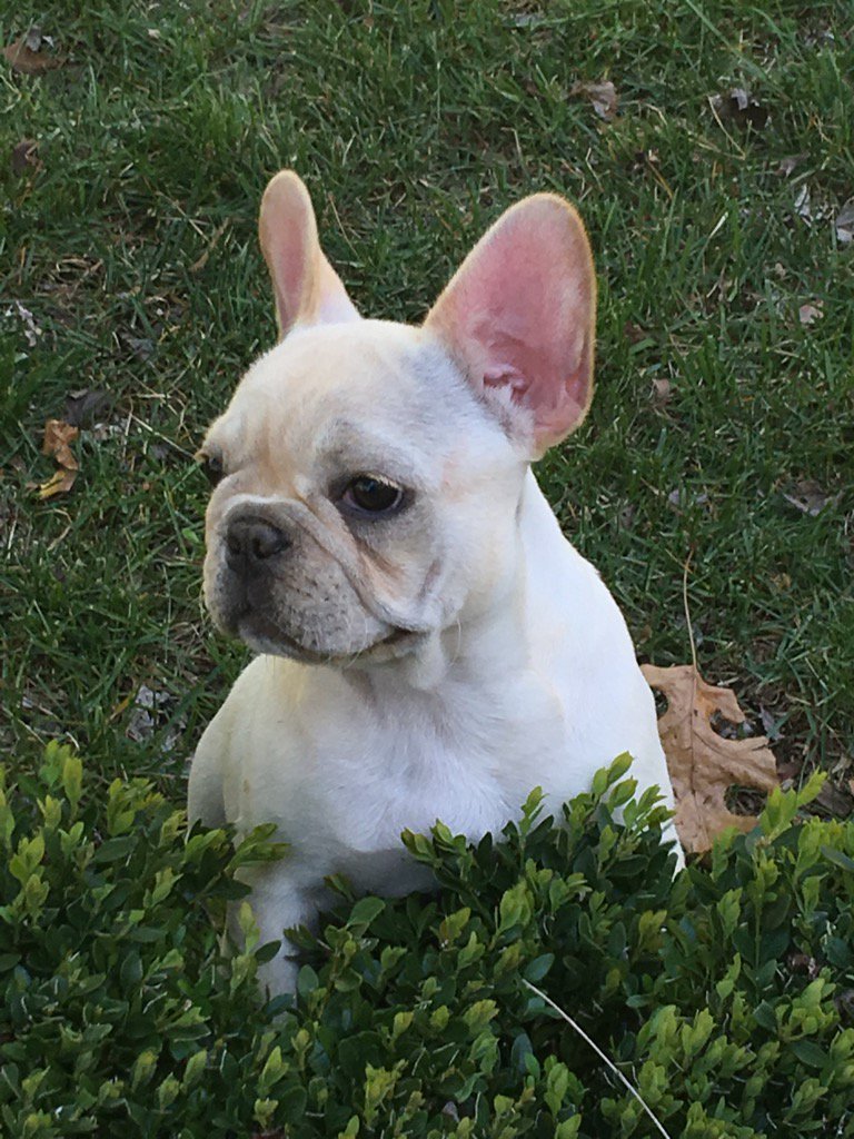Martha stewart frenchies cheap