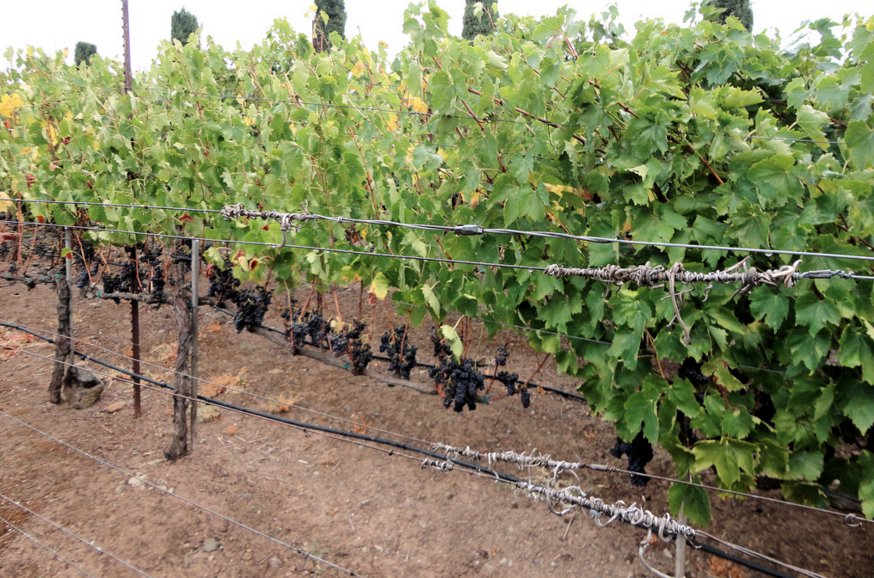 HealthRanger's tweet photo. EVERY #California #wine tested for #Glyphosate showed positive #results https://t.co/AiKb7On7Ft #cancer #talknetwork https://t.co/JgmVQrxnGN