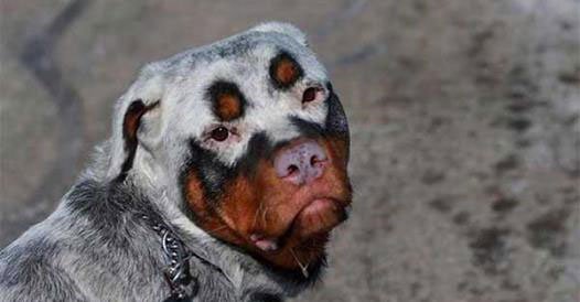 atchuuup's tweet photo. These 42 #Dogs With The Most Unique Coats On Earth Just Took My Breath Away
https://t.co/1VZ97GzDRs
#dogsoftwitter https://t.co/IxIZdWgfsk