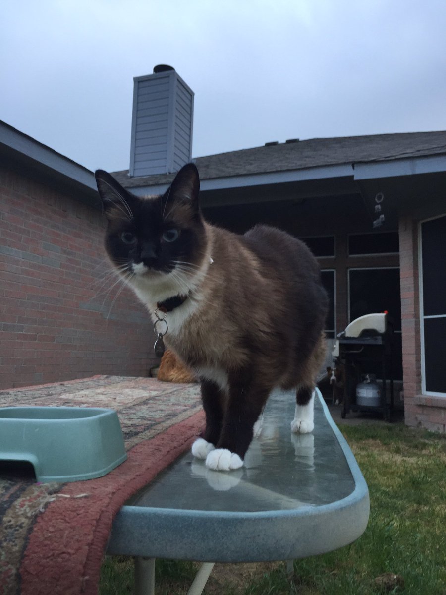 BipolarSiamese's tweet photo. Or not....he-he!  I broke up the boys club!  Bitches rule! https://t.co/YHlfSJxLWo