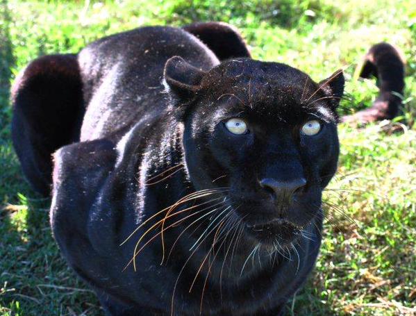 Starseed52's tweet photo. Tom the Cat as He has shown up to me a few times... Like now!
July 1, 2015
https://t.co/gpfjQ56yeo
#TomTheCat https://t.co/8ZV5l4jKEU