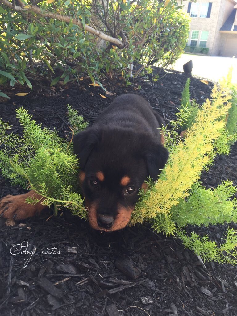 WeRateDogs! tweet media