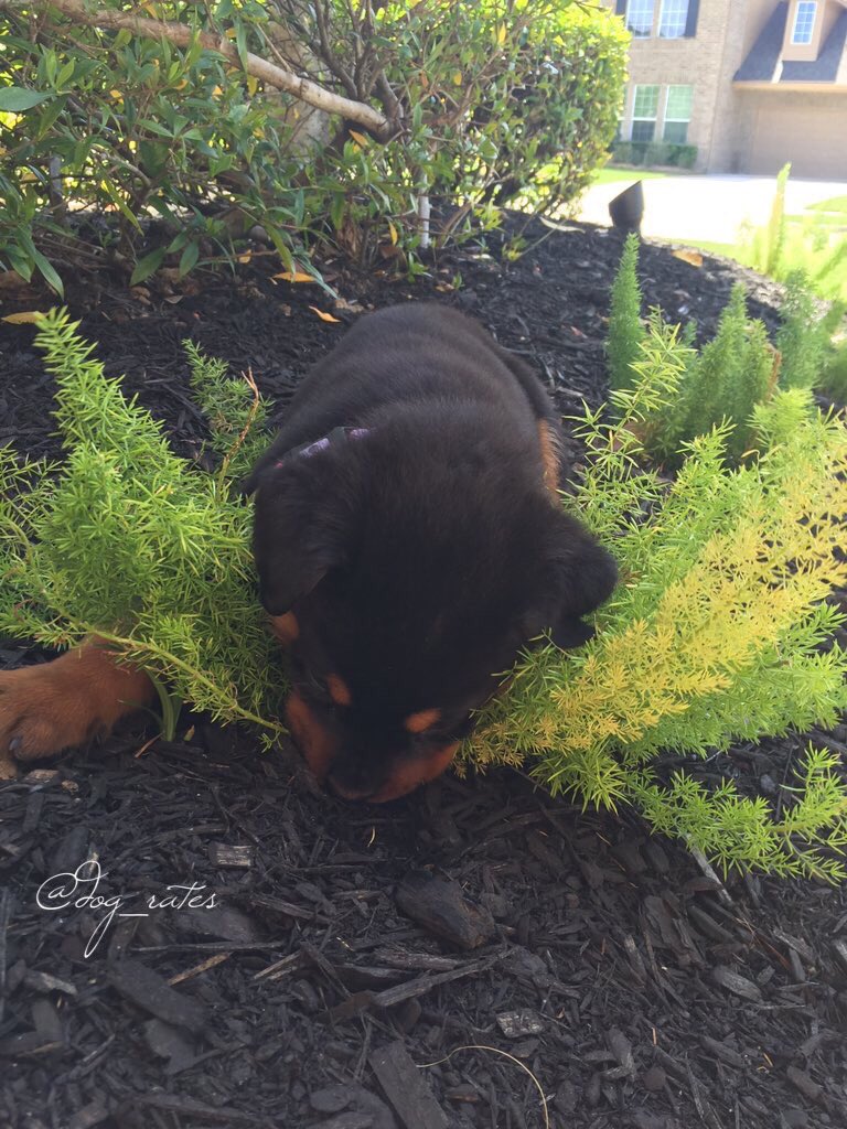 WeRateDogs! tweet media