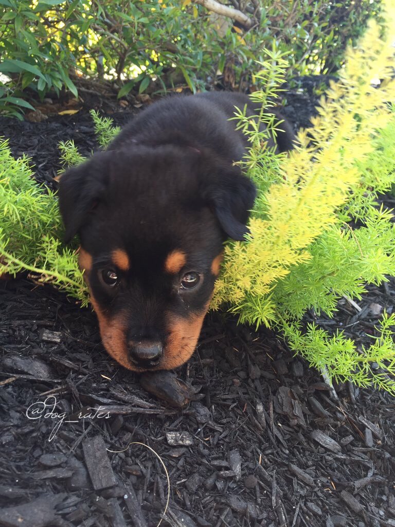 WeRateDogs! tweet media